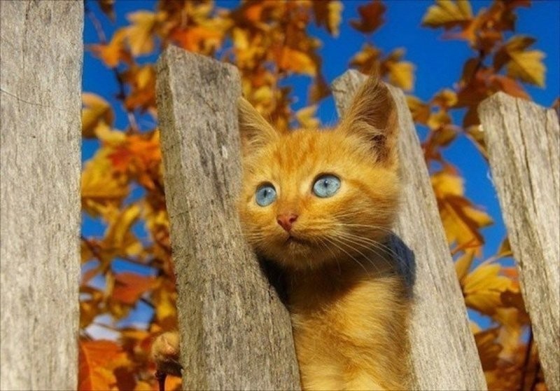 
Солнечный котик Люб⁠⁠ – хранитель лада в семье...⁠⁠    