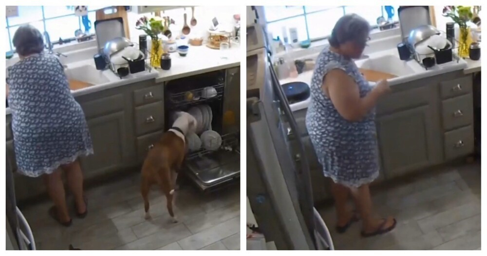 
Озорной пёс помог хозяйке разгрузить посудомойку    