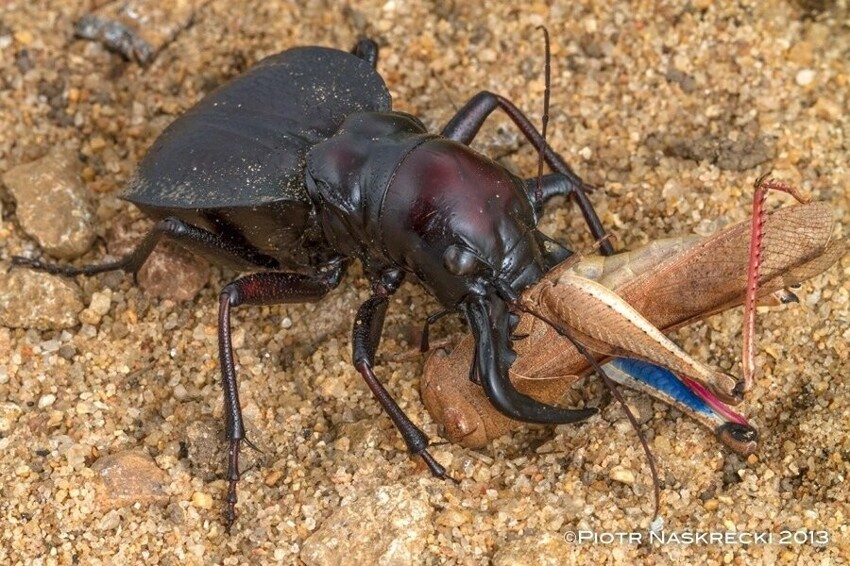
Жук-мантикора: Боевое чудовище мира насекомых. Огромная скорость, размеры и броня позволяют ему кромсать даже скорпионов    