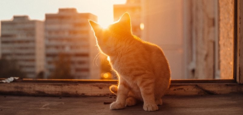 
Солнечный котик Люб⁠⁠ – хранитель лада в семье...⁠⁠    