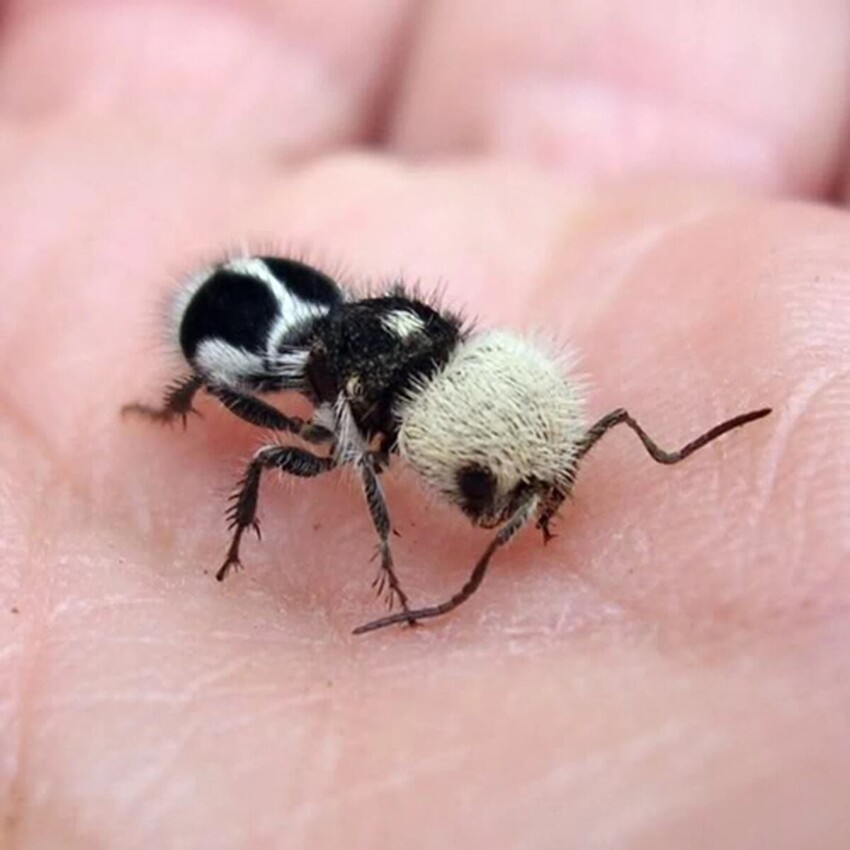 
Кто это? Гибрид панды и муравья?    