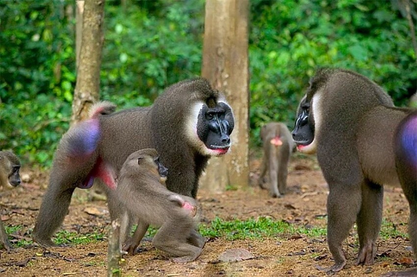 
Дрил: Эту обезьяну в Африке любят так же, как мы говядину. Почему охота на «дикое» мясо может обернуться людям боком?    
