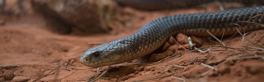 
Ядовитые змеи залезают в постели к австралийцам    