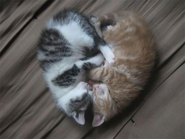 Смешные фотографии кошек, спящих вместе