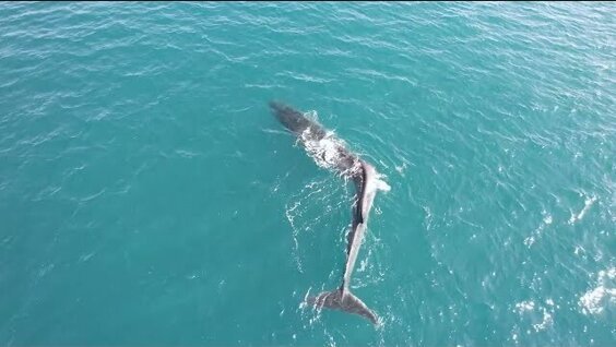 
В Испании засняли огромного кита со сломанным позвоночником    
