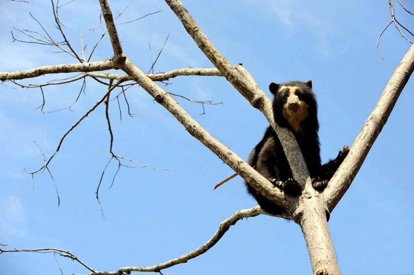 
Очковый медведь: Вид медведей из Южной Америки. Мелкий, пугливый, совсем непривычный для нас пацифист    
