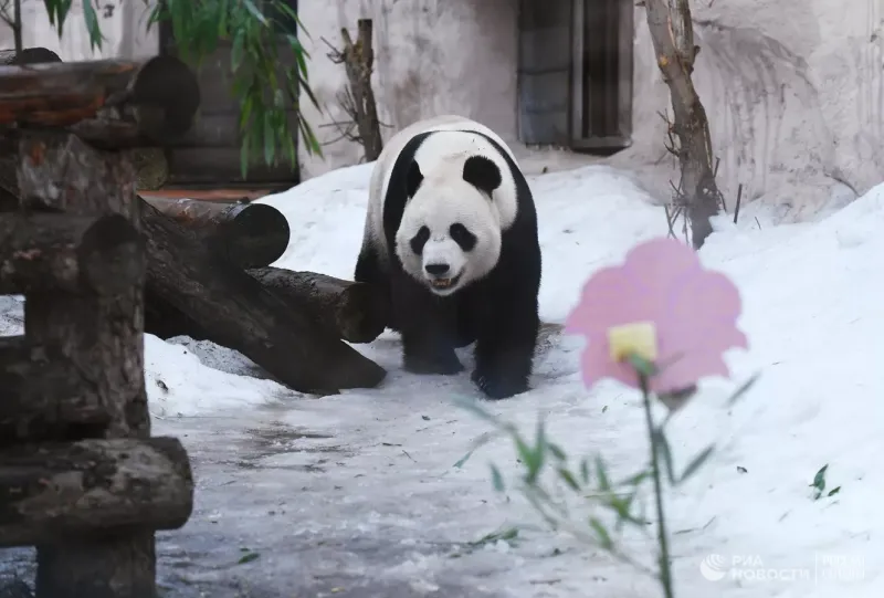 
В гости к панде: день бамбуковых мишек в Московском зоопарке    