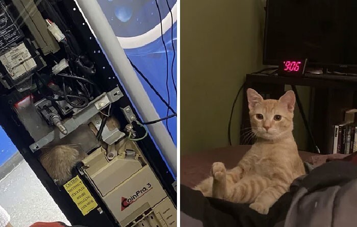 
Спасибо, люди: 30 трогательных фото кошек до и после спасения    