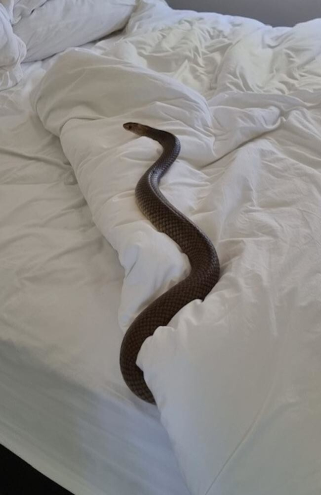 
Ядовитые змеи залезают в постели к австралийцам    