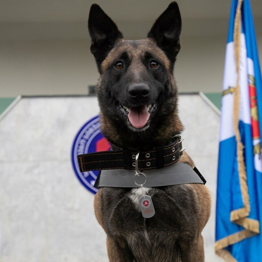 
Грузинскому псу вручили медаль за спасение людей из-под завалов в Турции    