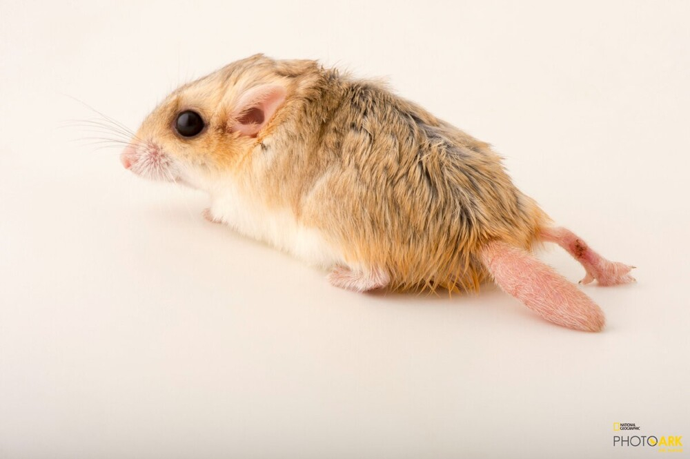 
Жирнохвостая песчанка: Интересная альтернатива хомякам и мышкам дома. Только вместо хвоста у них — толстая розовая колбаса    