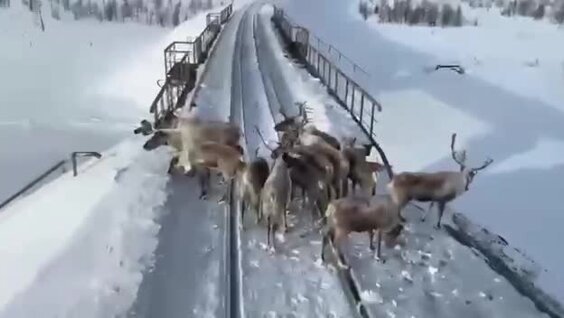 
"Вот олени, в натуре олени!": в Якутии стадо не поделило дорогу с поездом    