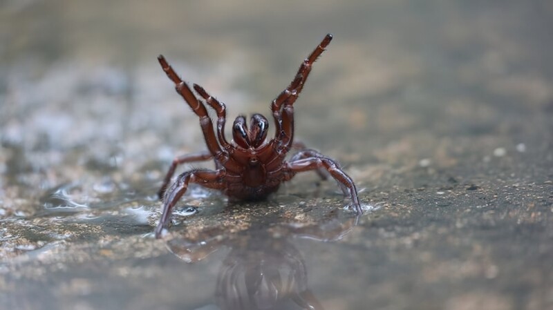 
Сильные дожди в Австралии привели к нашествию ядовитых пауков    