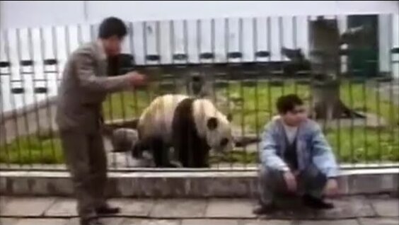 
Большая панда: как выжил медведь, который противоречит всем законам природы    