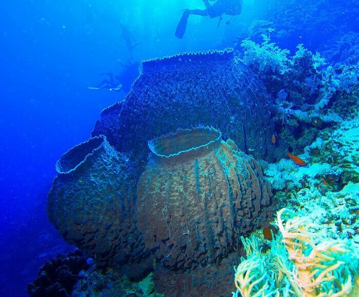 
12 самых опасных подводных гадов Египта, встречи с которыми лучше избегать    