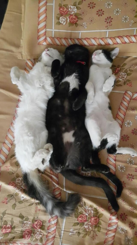 Смешные фотографии кошек, спящих вместе