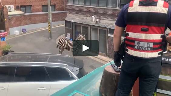 
"Свобода!": из корейского зоопарка сбежала зебра    