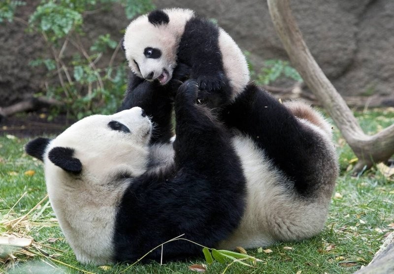 
Большая панда: как выжил медведь, который противоречит всем законам природы    