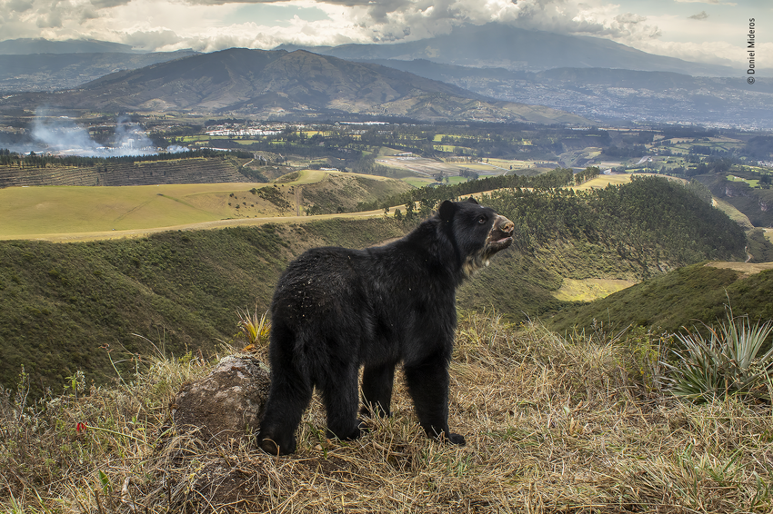 
Очковый медведь: Вид медведей из Южной Америки. Мелкий, пугливый, совсем непривычный для нас пацифист    