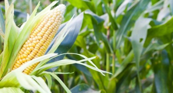 9 преимуществ кукурузы для здоровья