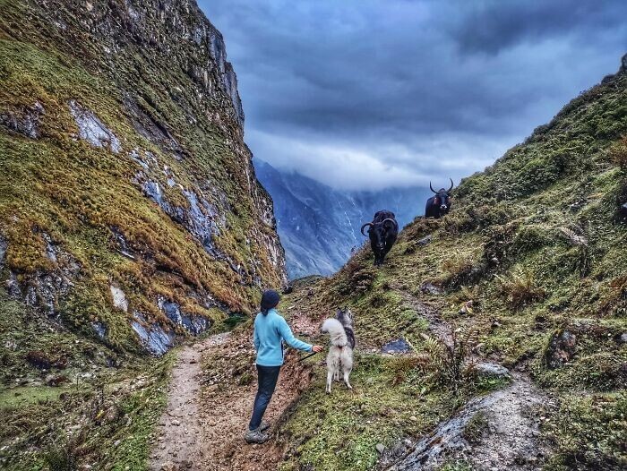 
Блогер отправился в горы с собаками - и показал удивительные фото из похода    