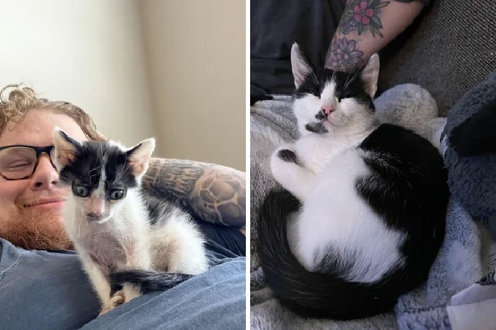 
Спасибо, люди: 30 трогательных фото кошек до и после спасения    