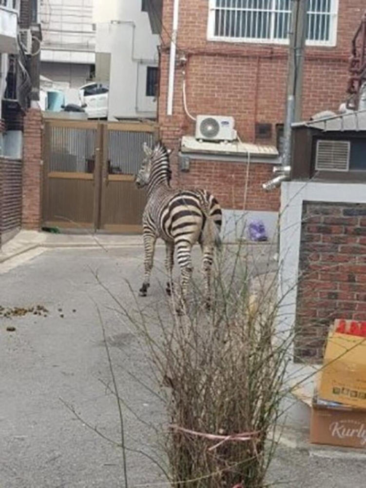 
"Свобода!": из корейского зоопарка сбежала зебра    