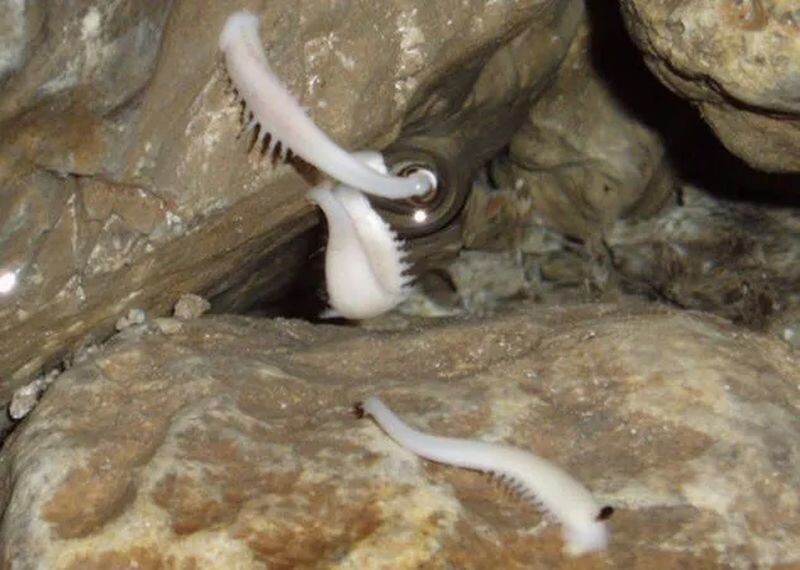
Троглобионты: самые необычные обитатели пещер, каких вы даже не могли себе представить    