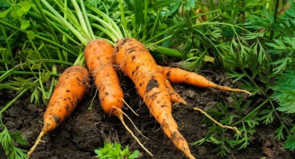 8 полезных свойств моркови