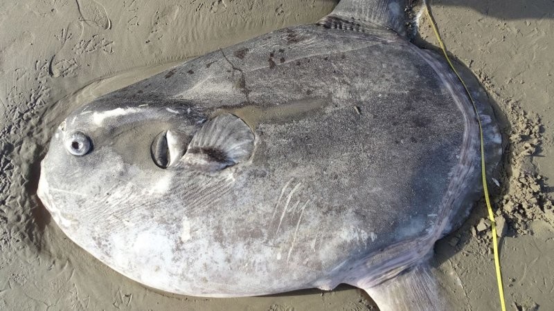
На берег в Австралии выбросило гигантскую рыбину    