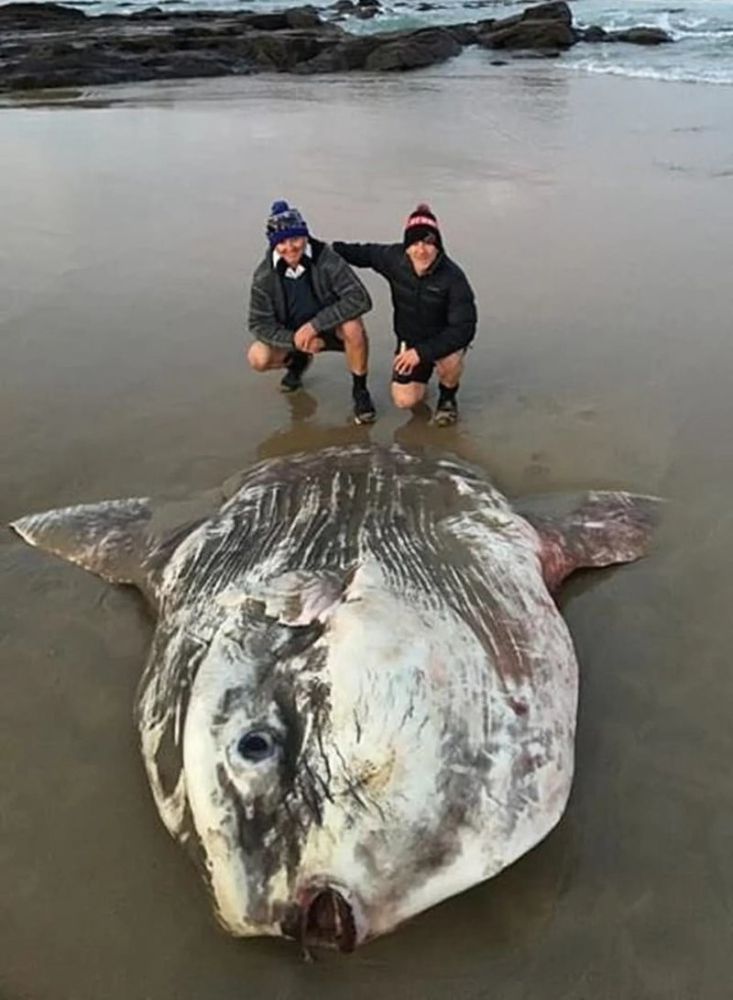 
На берег в Австралии выбросило гигантскую рыбину    
