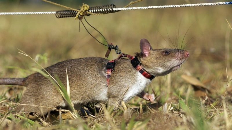 
Чайлдфри дикой природы: самки хомяковых крыс научились заращивать влагалище    