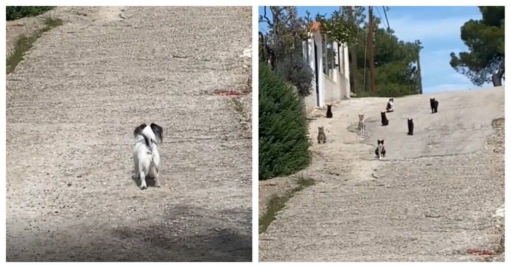 
        Пёс встретил кошек на своём пути и решил не рисковать    