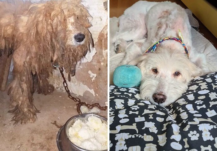 
До и после: 30 трогательных фото спасённых с улицы собак    