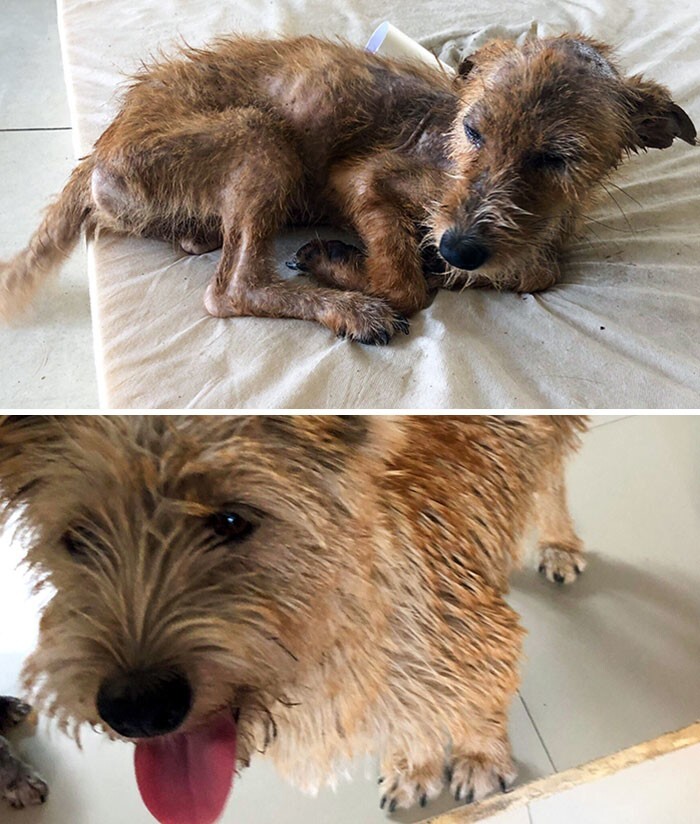 
До и после: 30 трогательных фото спасённых с улицы собак    