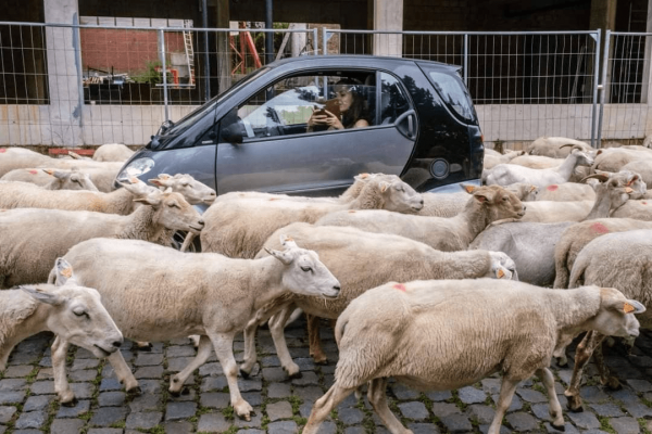 "Это безумный, безумный мир": проект бельгийского фотографа об абсурде, творящемся на улицах мира